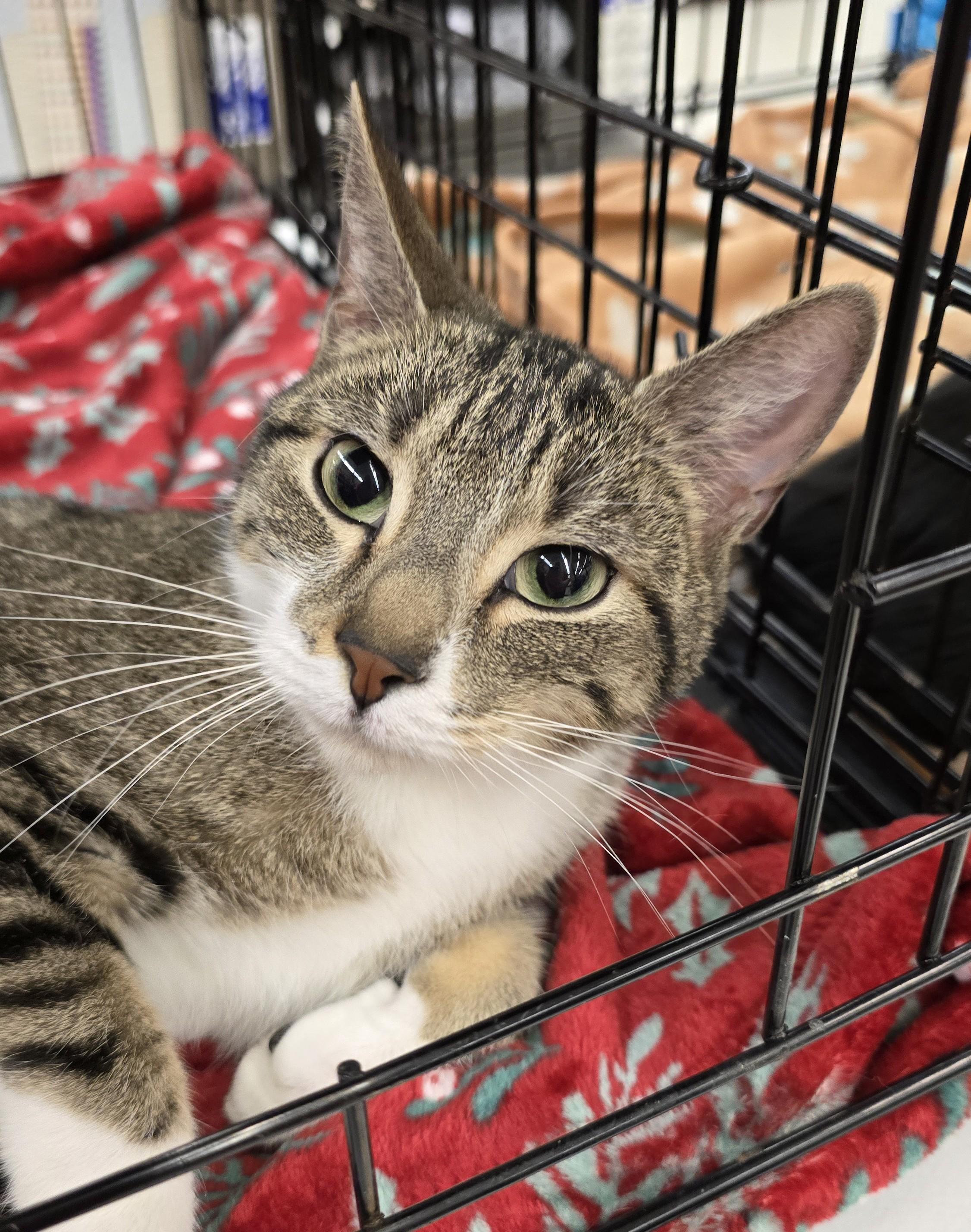 NANA, Adoptable, Adult Female Domestic Short Hair.