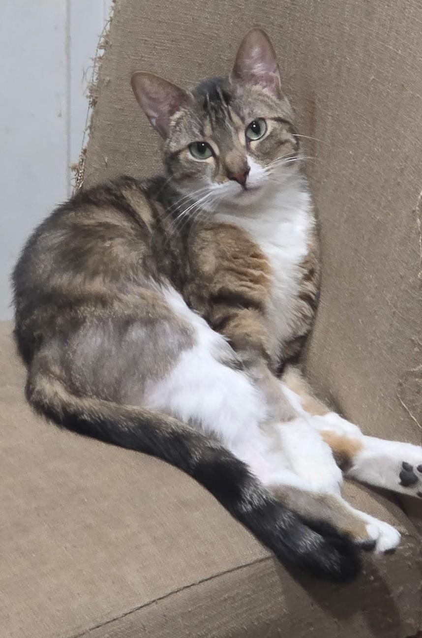 NANA, a Adoptable Domestic Short Hair in Oak Lawn, IL image 1/3