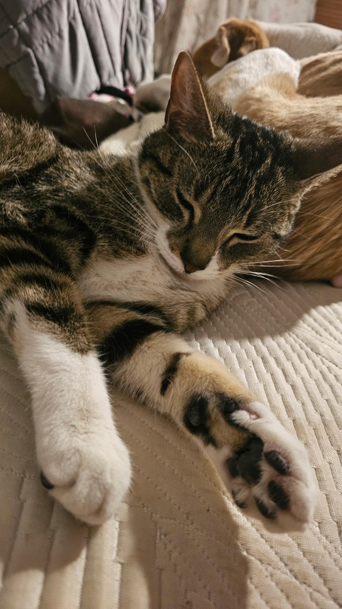 Enlarge NANA, a Adoptable Domestic Short Hair in Oak Lawn, IL image 2/2