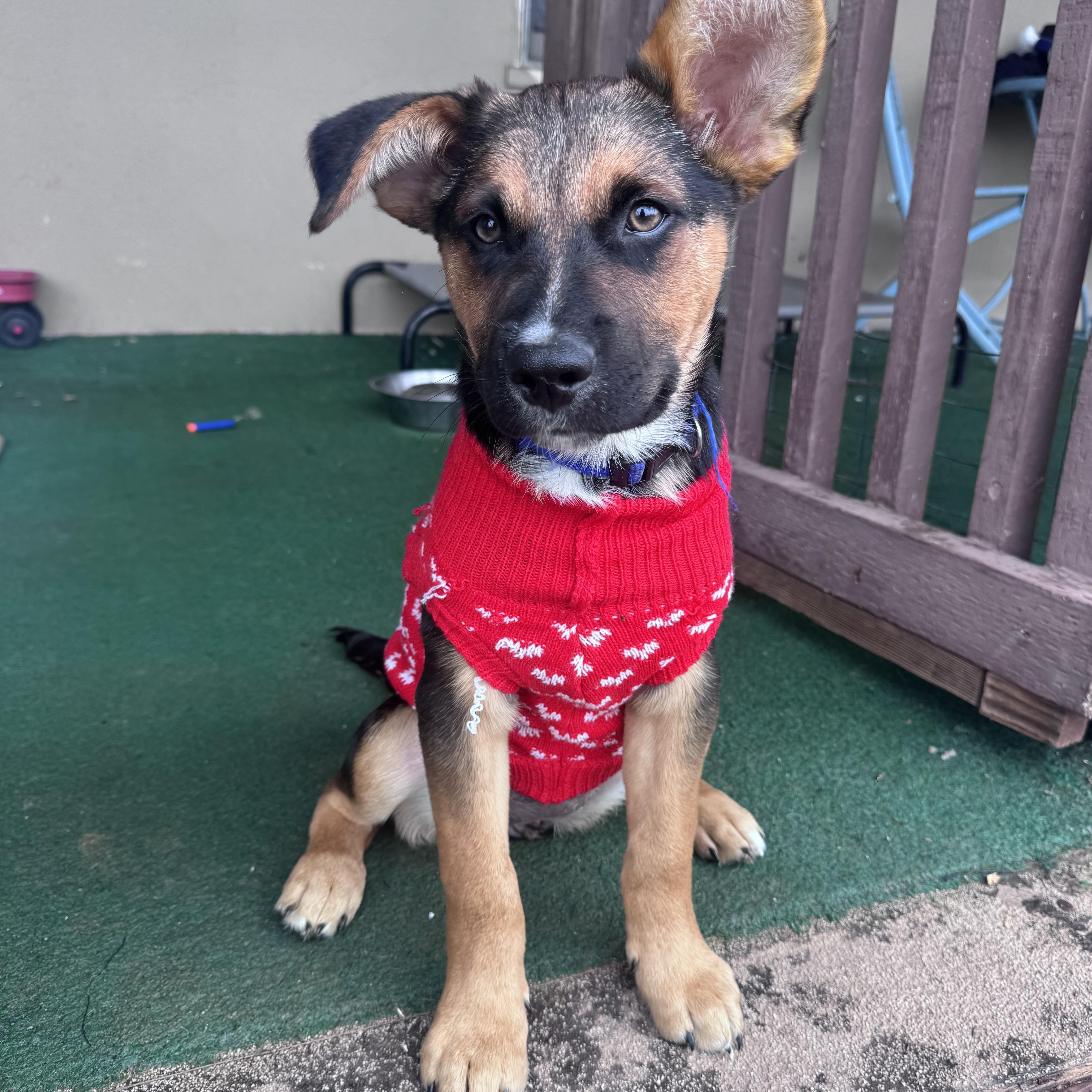 Enlarge Bette Davis, an adopted mixed breed in Whittier, CA image 1/2
