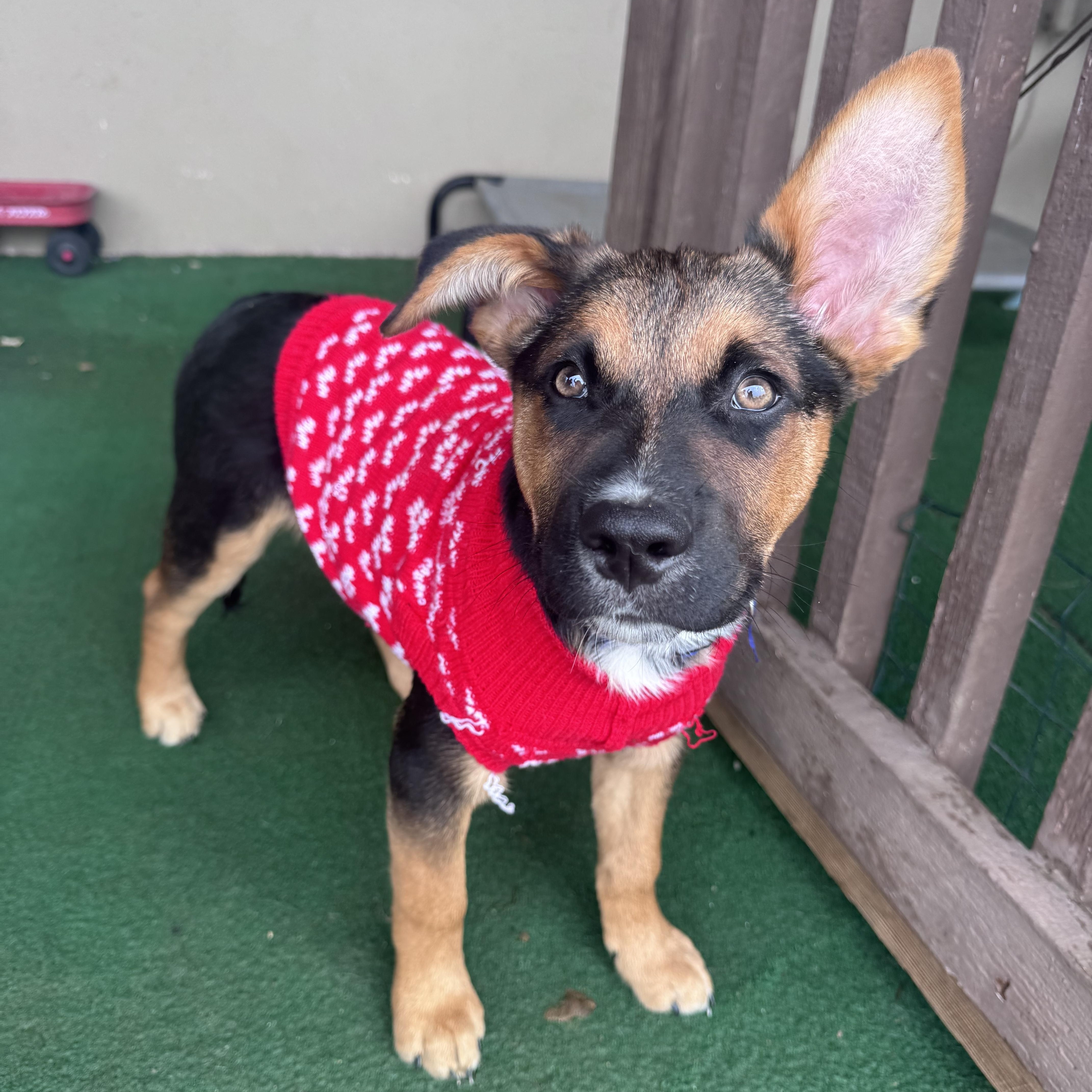 Enlarge Bette Davis, an adopted mixed breed in Whittier, CA image 2/2