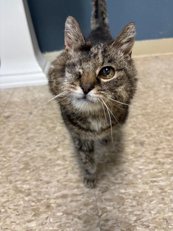 Iris, Adoptable, Adult Female Domestic Short Hair.