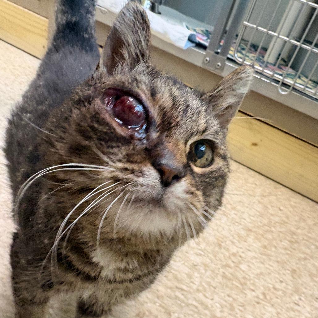 Enlarge Iris, a Adoptable Domestic Short Hair in Warren, PA image 2/2