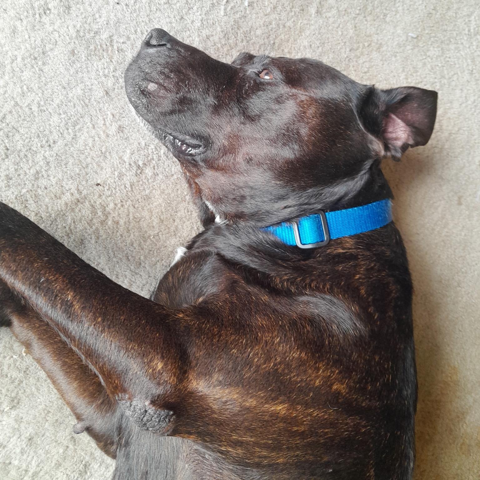 Enlarge Molly , a ADOPTABLE mixed breed in Plano, TX image 5/5