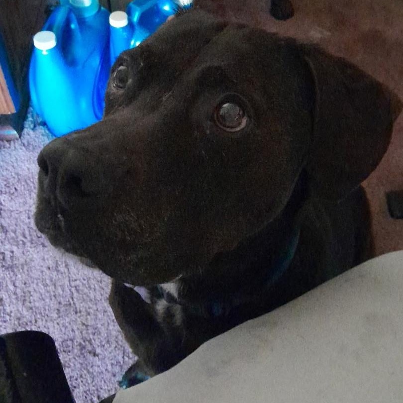 Enlarge Molly , a ADOPTABLE mixed breed in Plano, TX image 4/5