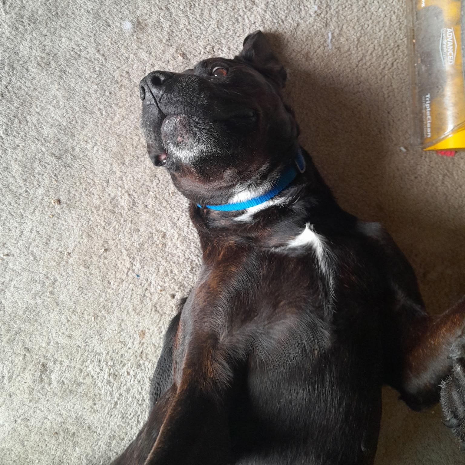 Enlarge Molly , a ADOPTABLE mixed breed in Plano, TX image 2/5