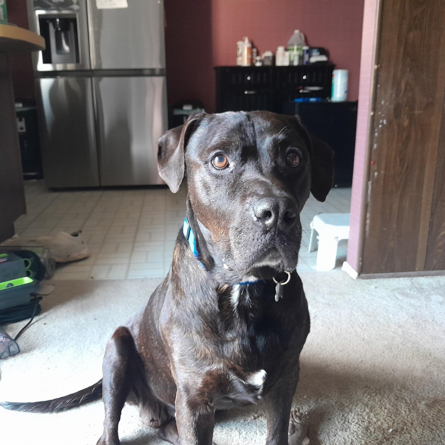 Enlarge Molly , a ADOPTABLE mixed breed in Plano, TX image 3/5