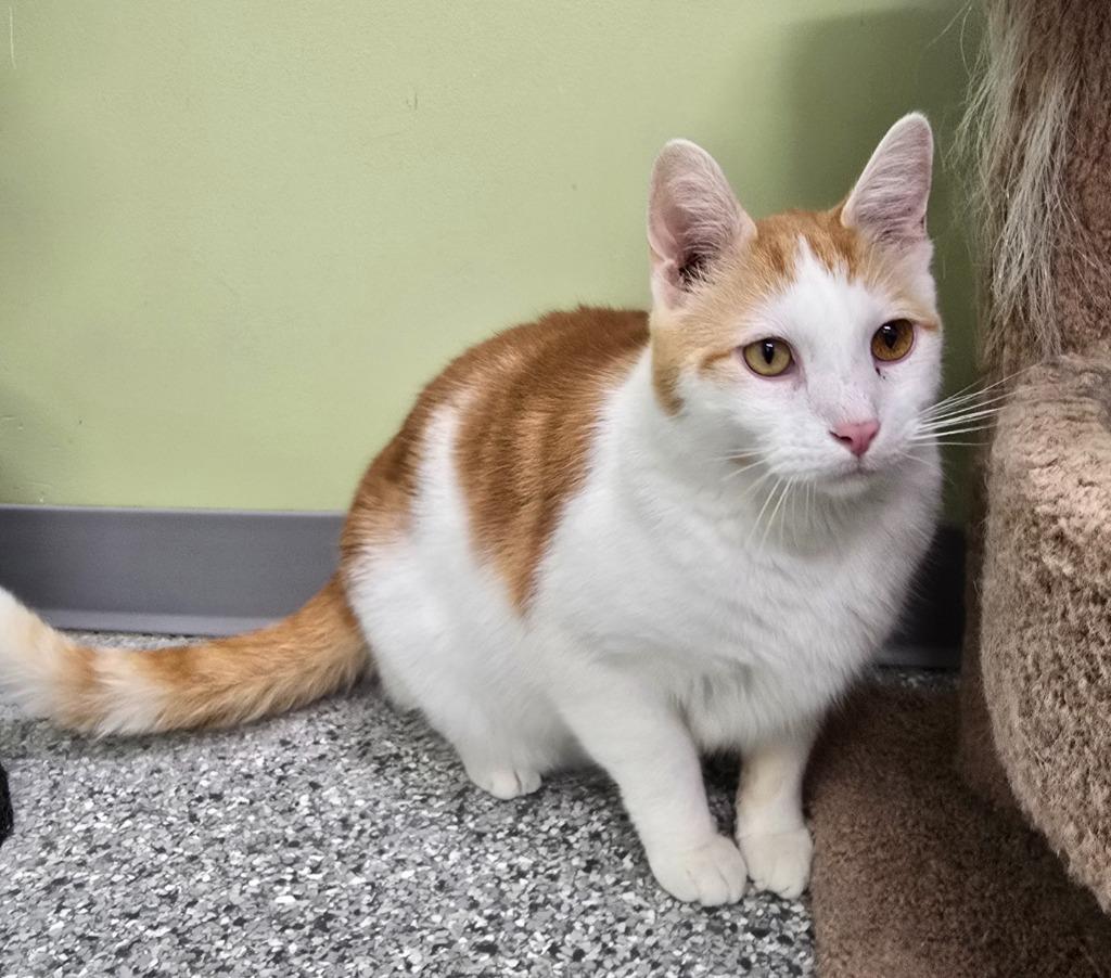 Enlarge Artureus, a Adoptable mixed breed in Auburn, IN image 1/3