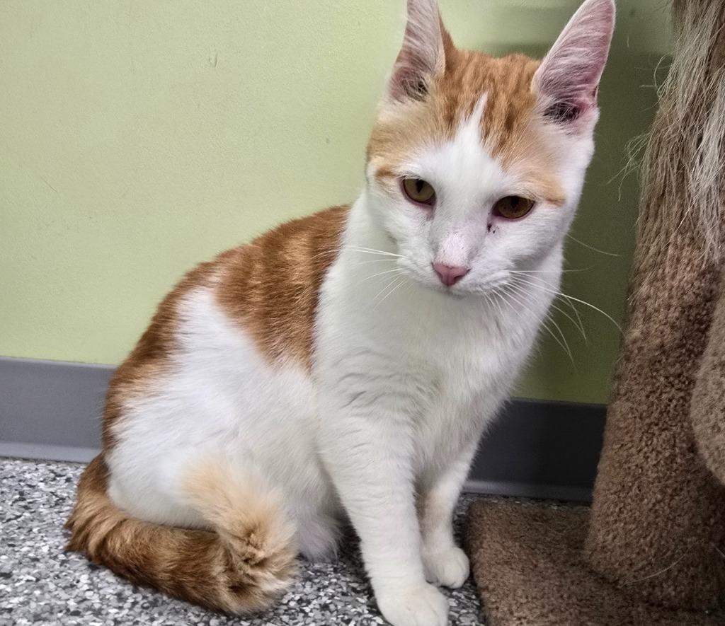 Enlarge Artureus, a Adoptable mixed breed in Auburn, IN image 2/3