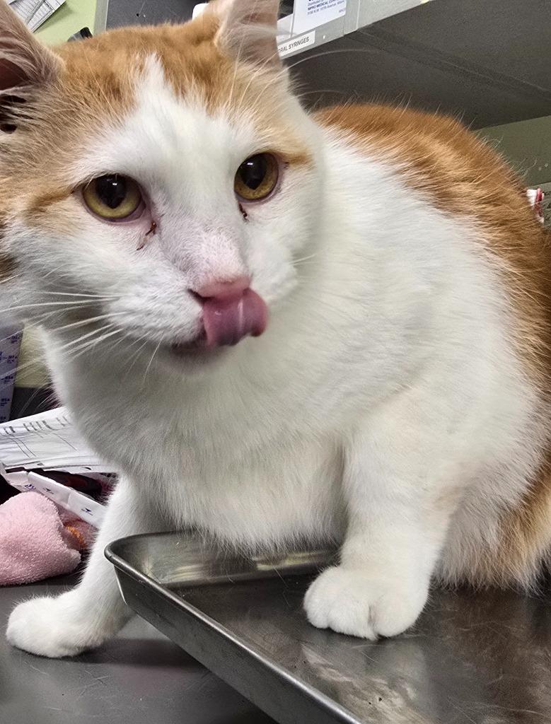 Enlarge Artureus, a Adoptable mixed breed in Auburn, IN image 3/3
