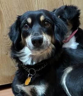 Stewie, ADOPTABLE, Adult Female Dachshund (Long Haired).