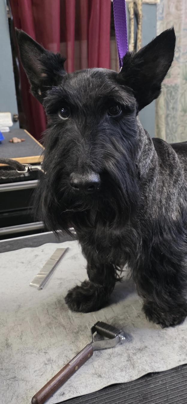Enlarge Shiloh, a ADOPTABLE Scottish Terrier in Rockaway, NJ image 2/6