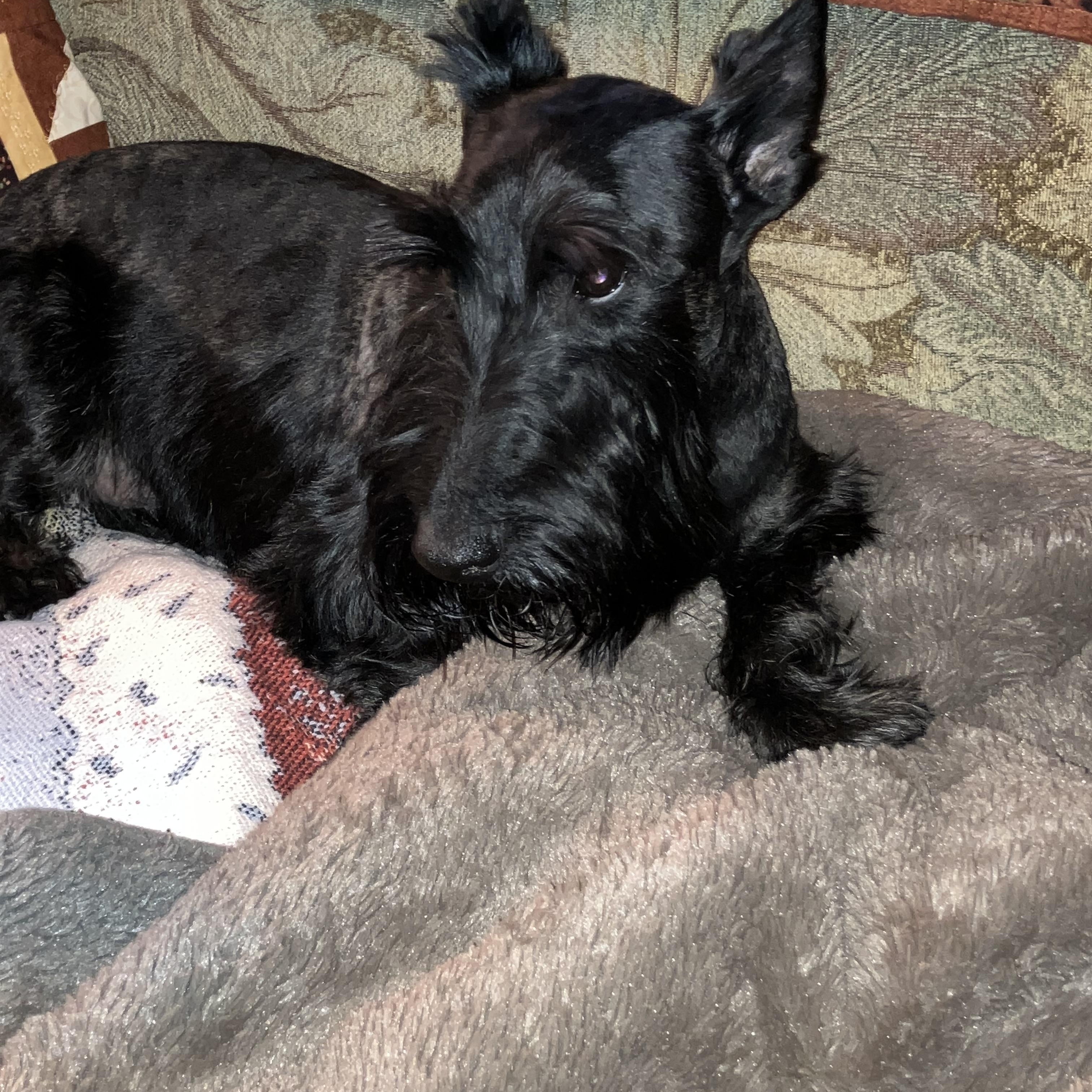 Enlarge Shiloh, a ADOPTABLE Scottish Terrier in Rockaway, NJ image 5/6