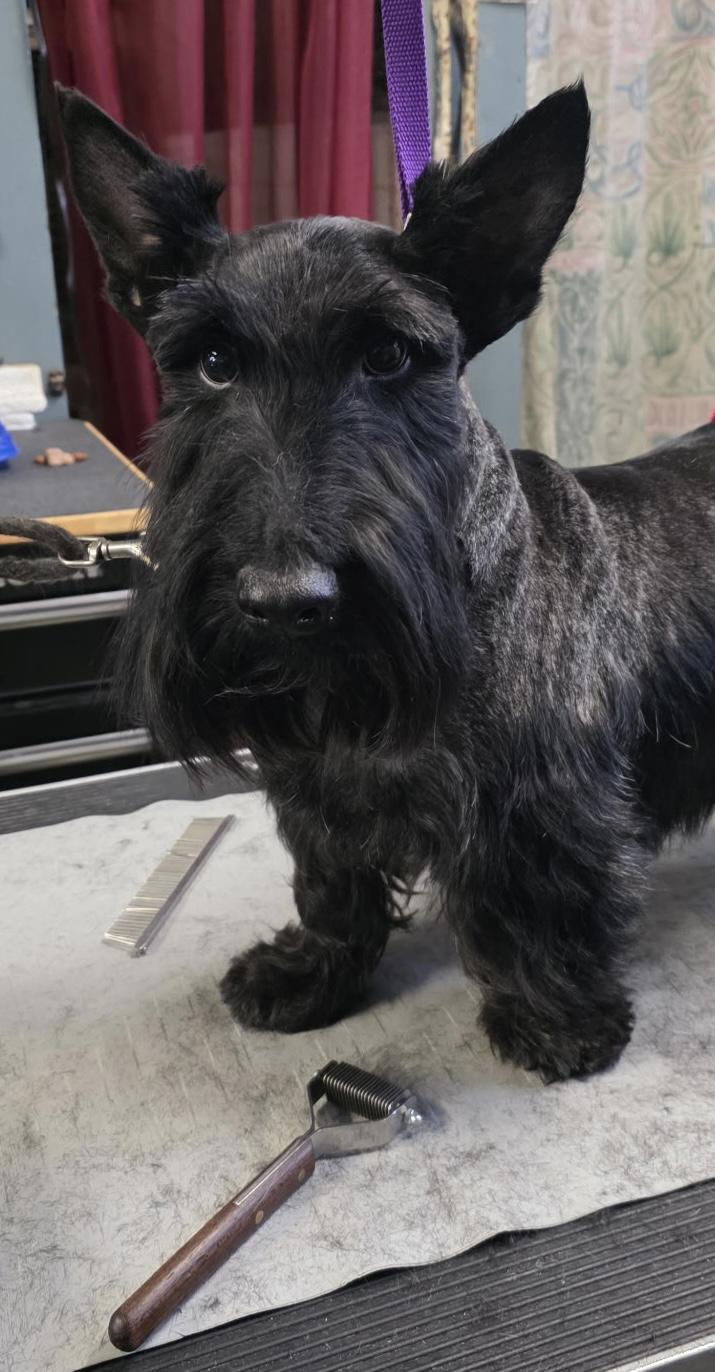 Enlarge Shiloh, a ADOPTABLE Scottish Terrier in Rockaway, NJ image 1/6