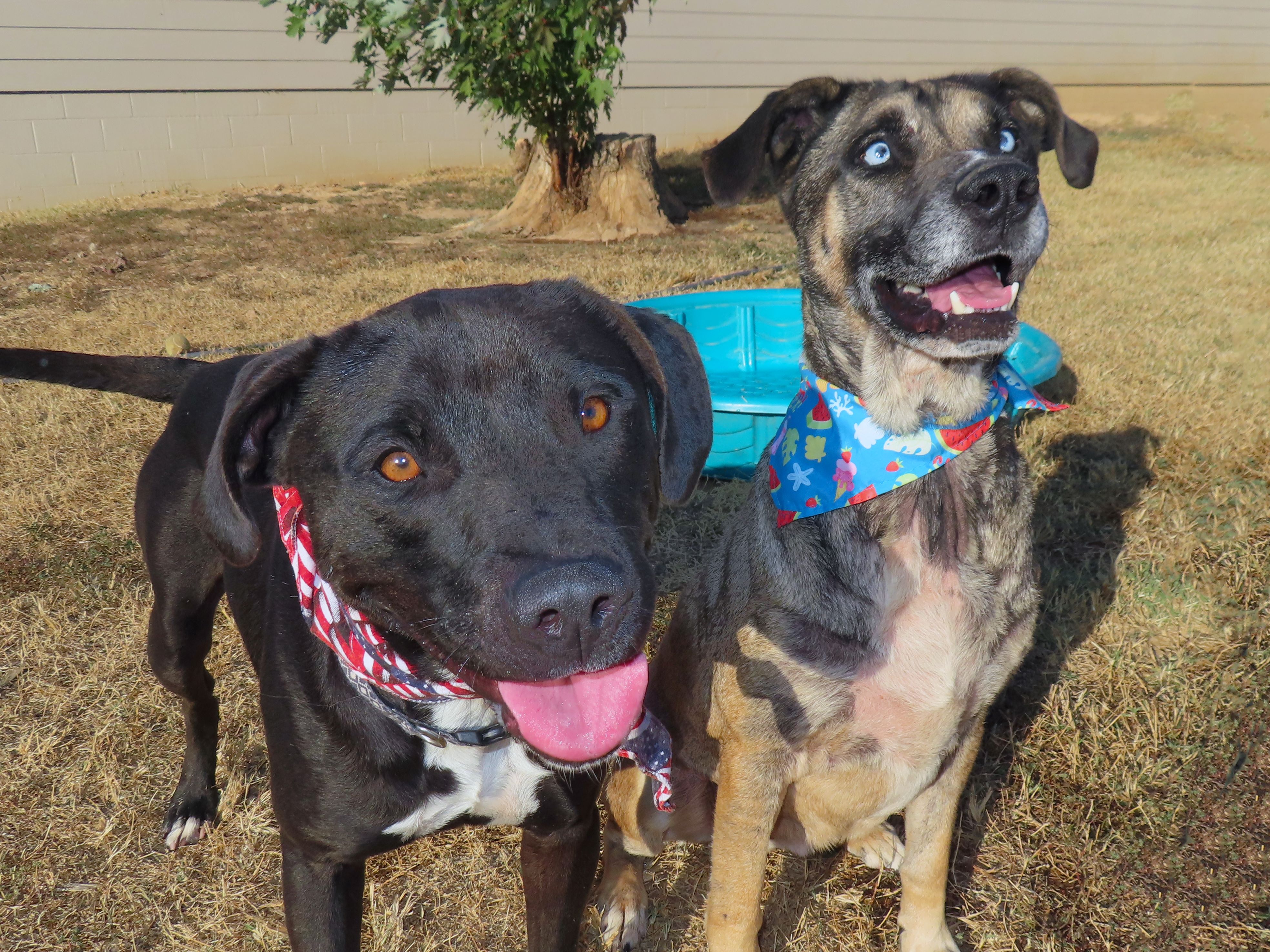 Buddy 7044, Adoptable, Young Male Black Labrador Retriever.