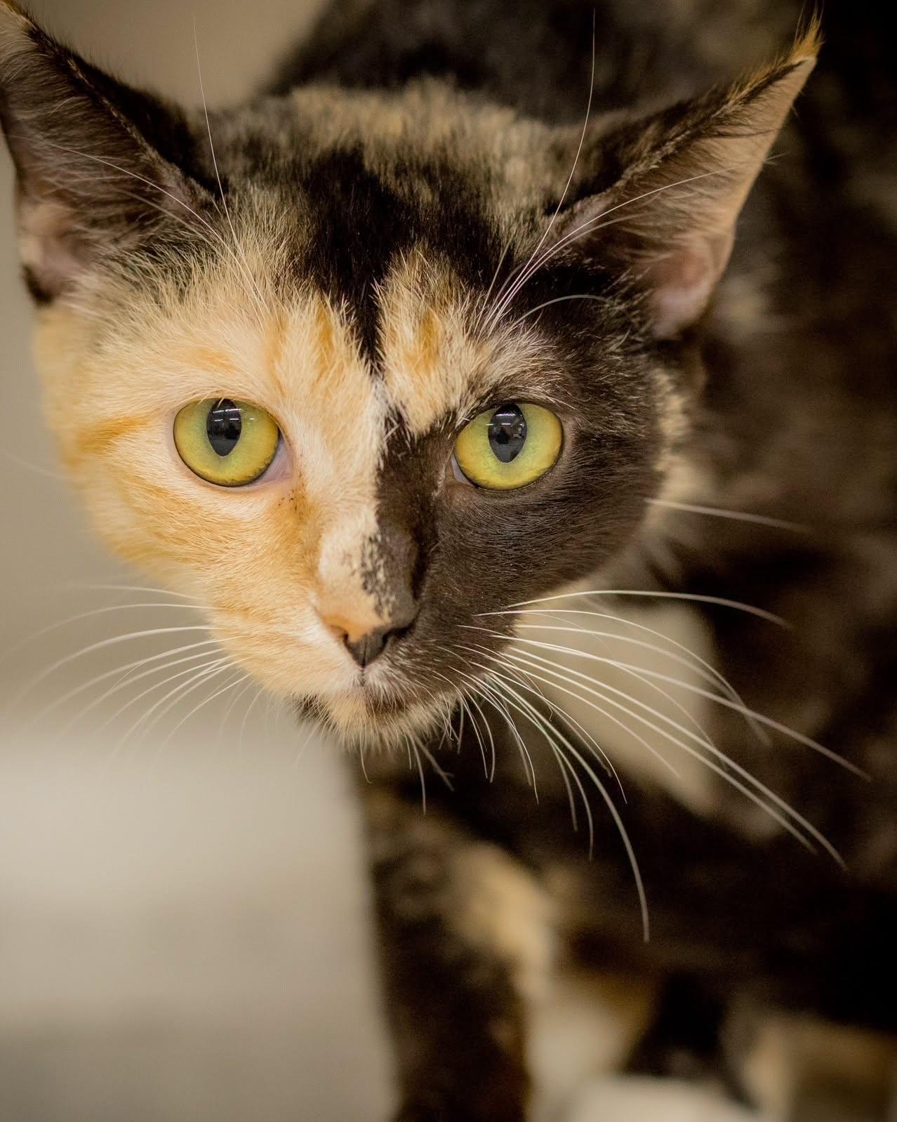 Enlarge SANTITAS (0594), a ADOPTABLE Domestic Short Hair in Bridgeport, CT image 1/1