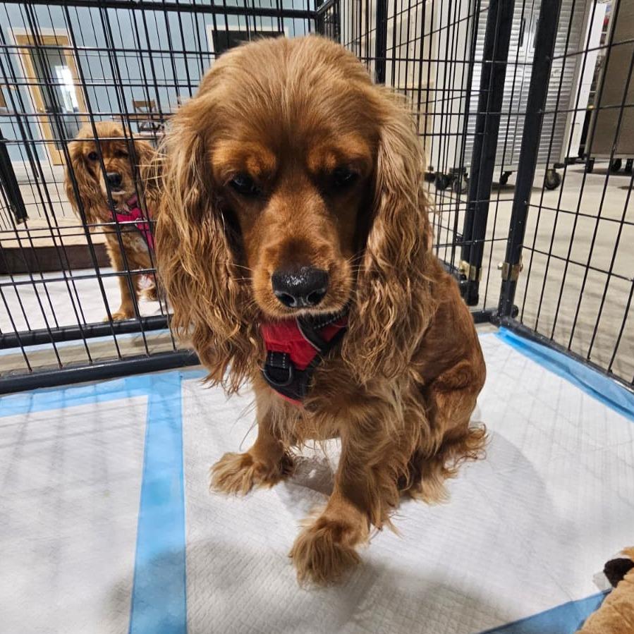 Nala, Adoptable, Adult Female Cocker Spaniel.