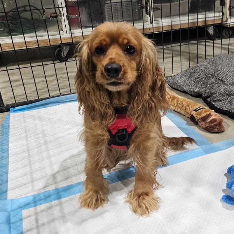 Enlarge Nala, a Adoptable Cocker Spaniel in Harlingen, TX image 2/3
