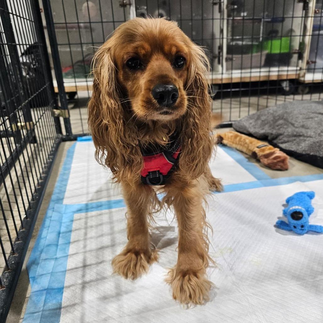 Enlarge Nala, a Adoptable Cocker Spaniel in Harlingen, TX image 3/3