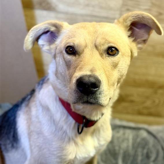 Momma Diamond, a Adoptable German Shepherd Dog in Calgary, AB image 1/5