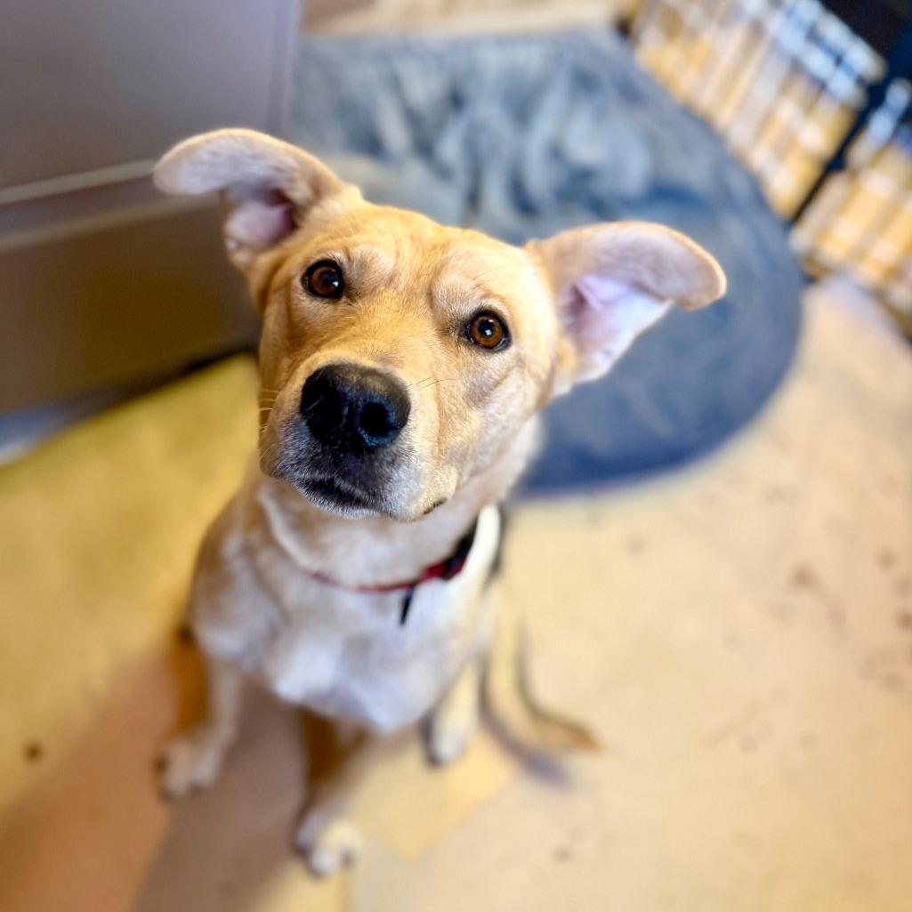 Momma Diamond, a Adoptable German Shepherd Dog in Calgary, AB image 2/5