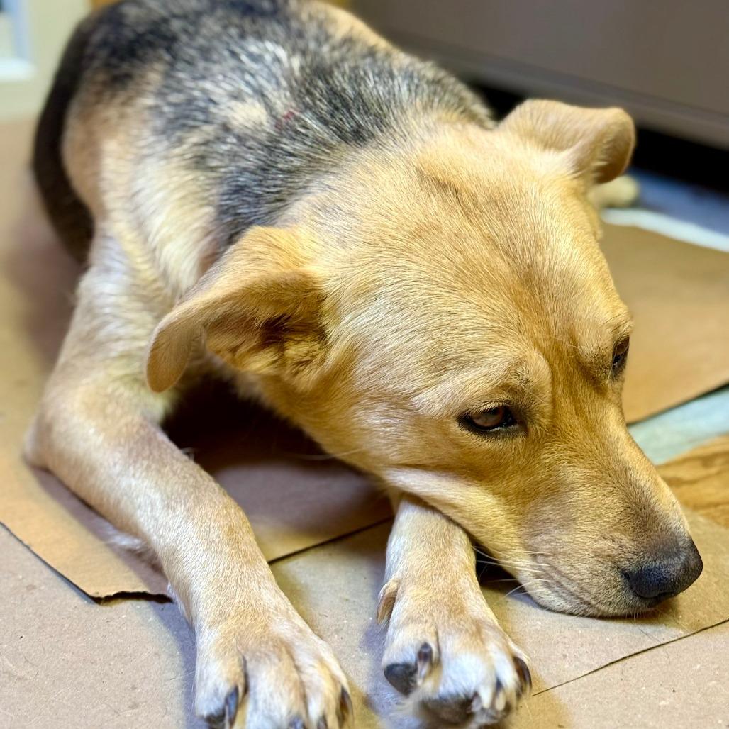 Momma Diamond, a Adoptable German Shepherd Dog in Calgary, AB image 3/5