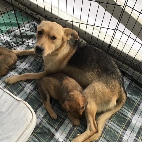 Momma Diamond, a Adoptable German Shepherd Dog in Calgary, AB image 4/5