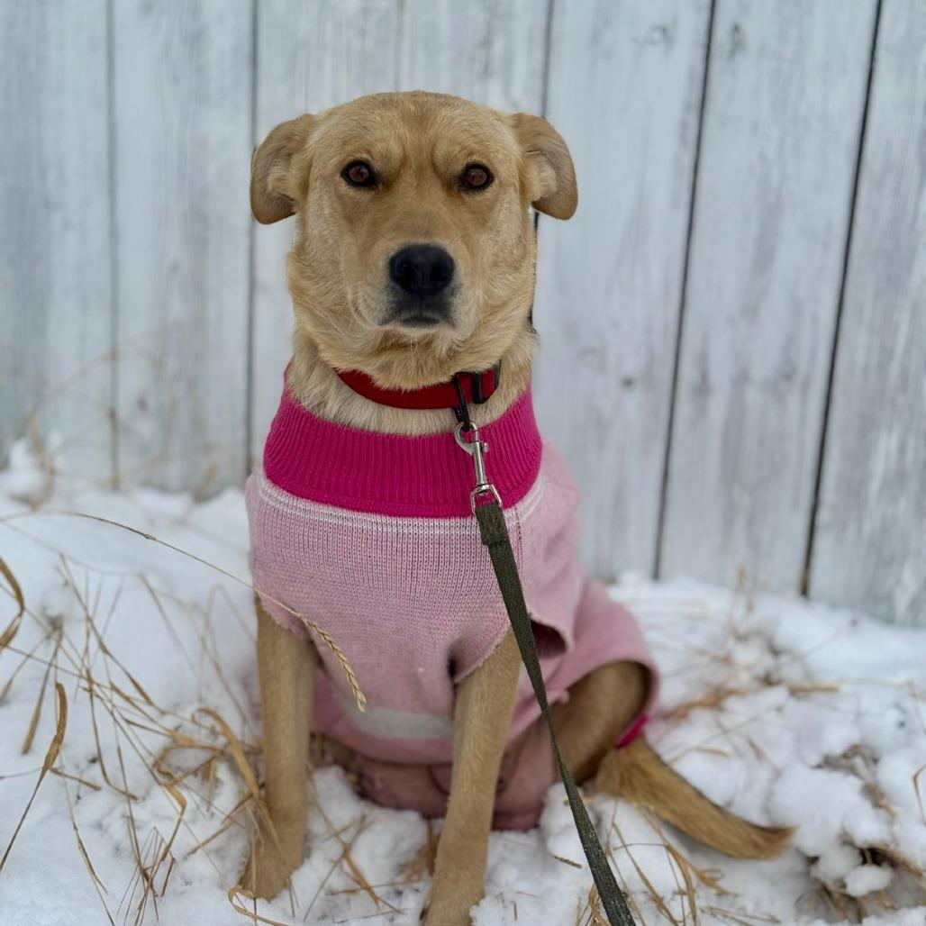 Momma Diamond, a Adoptable German Shepherd Dog in Calgary, AB image 5/5