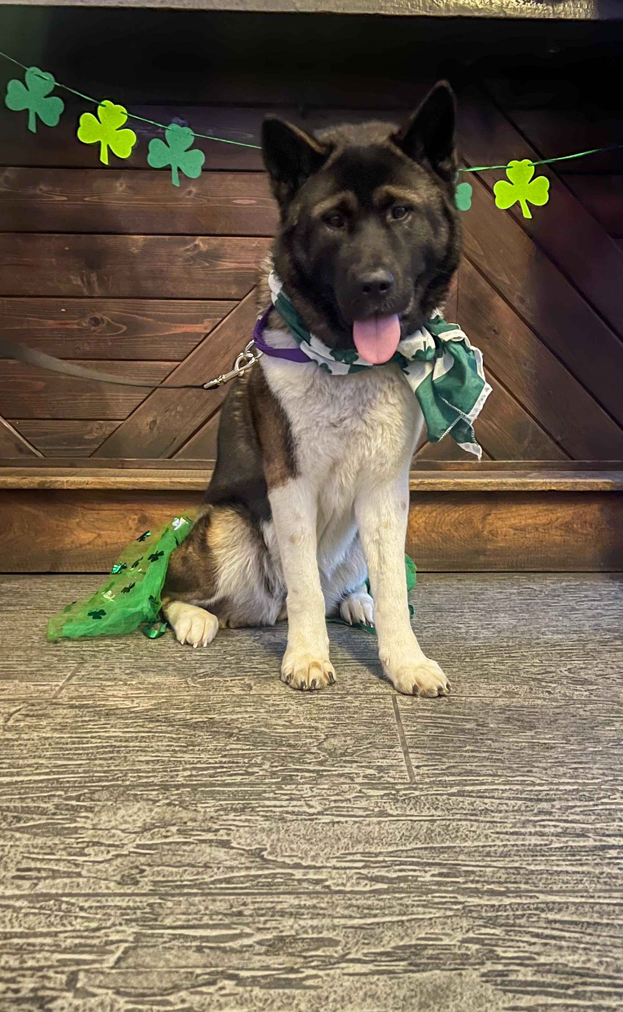 Enlarge Pretty princess , a ADOPTABLE Akita in Akron, OH image 3/3