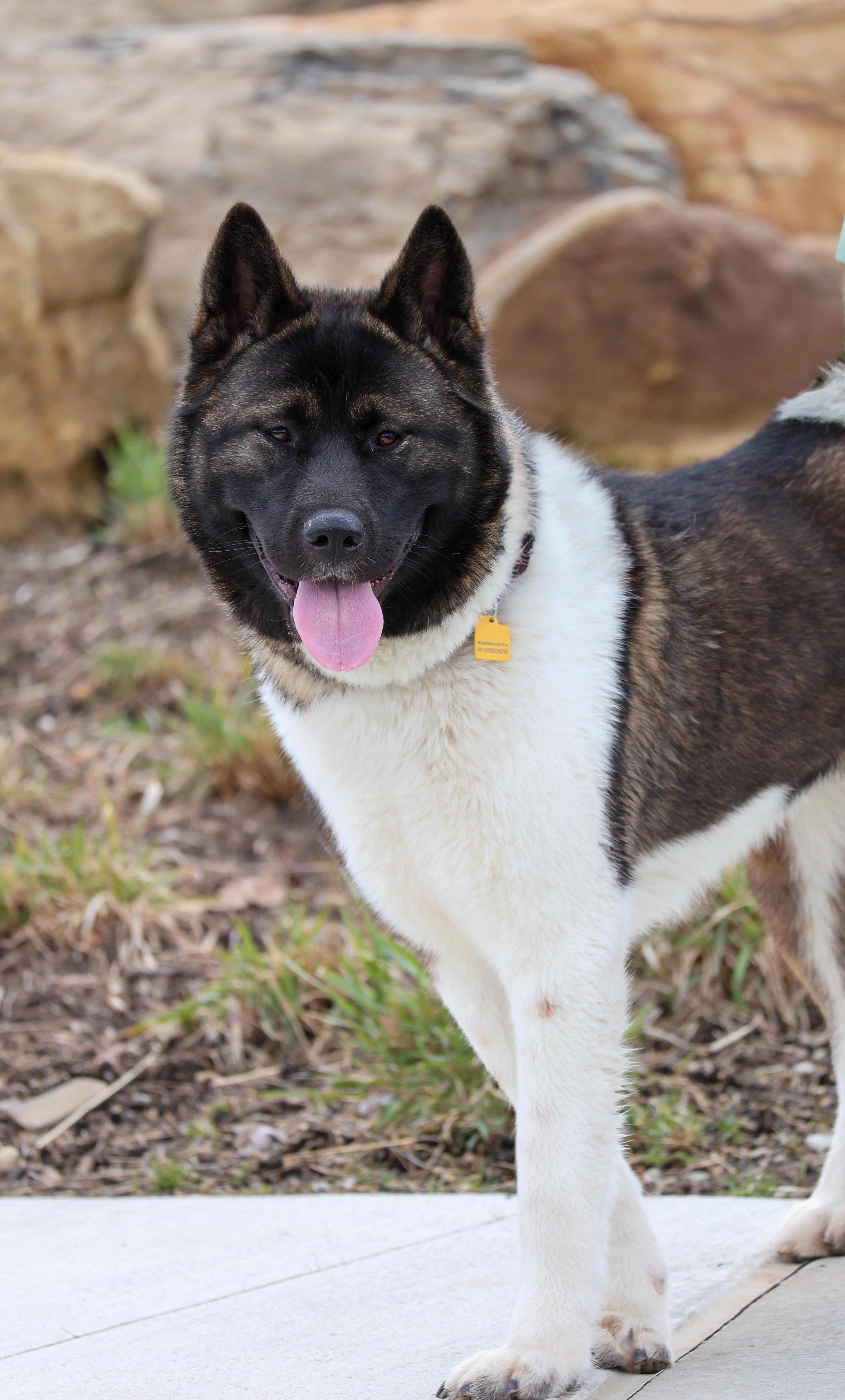 Enlarge Pretty princess , a ADOPTABLE Akita in Akron, OH image 1/3
