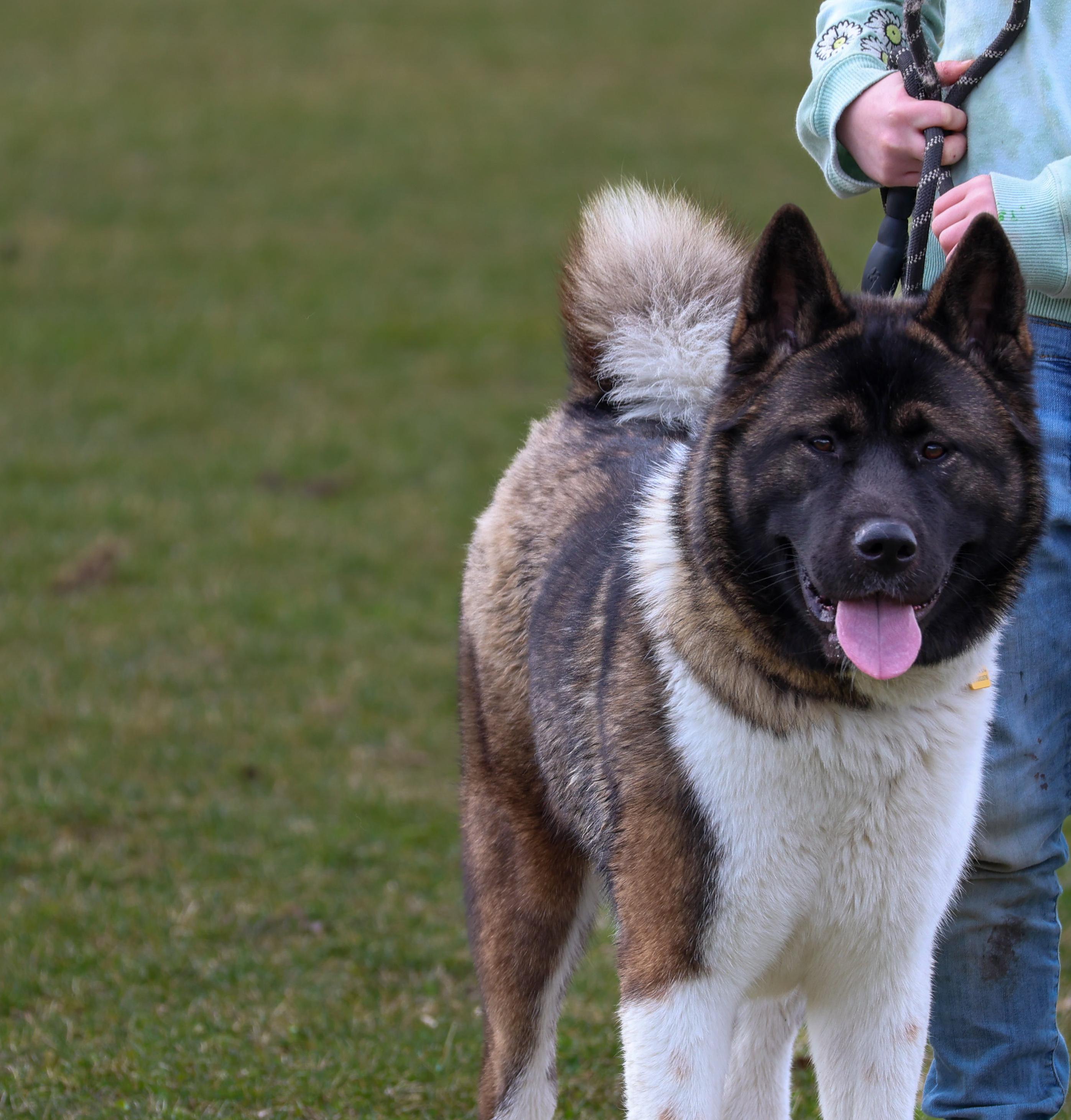 Enlarge Pretty princess , a ADOPTABLE Akita in Akron, OH image 2/3