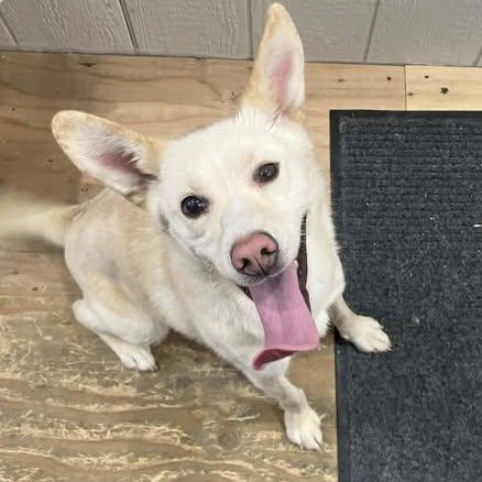 Enlarge Pearl, a ADOPTABLE mixed breed in Chugiak, AK image 1/1