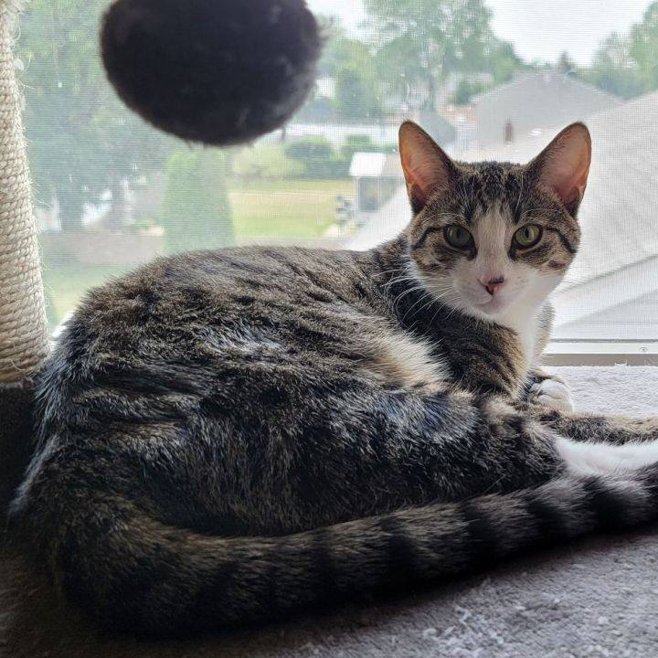 Angel, Adoptable, Young Female Tabby.