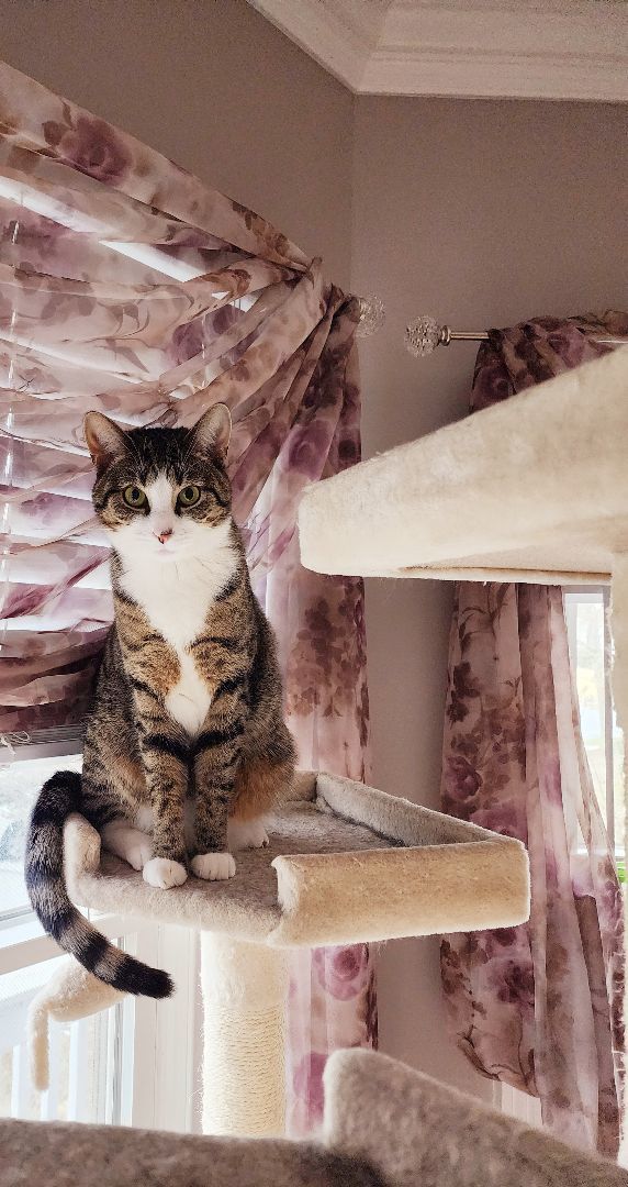 Angel, a Adoptable Tabby in Woodbridge, NJ image 2/4