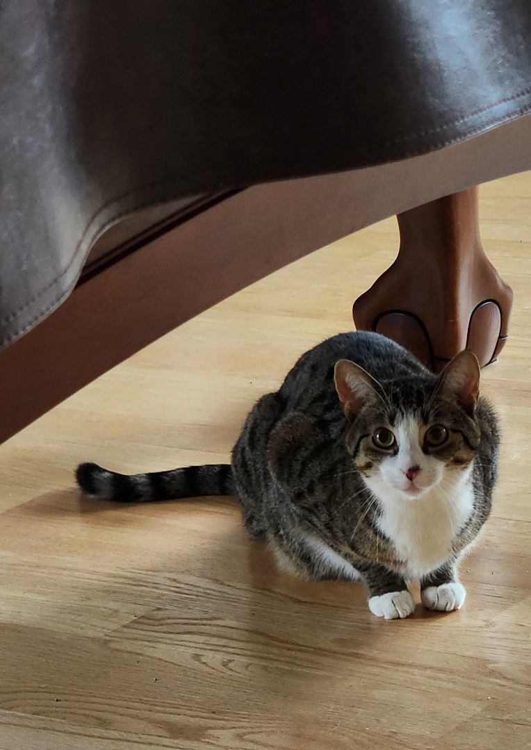 Angel, a Adoptable Tabby in Woodbridge, NJ image 3/4