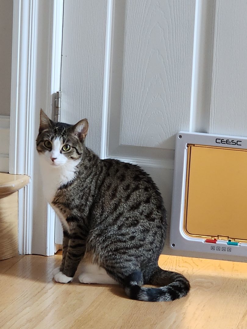 Angel, a Adoptable Tabby in Woodbridge, NJ image 4/4