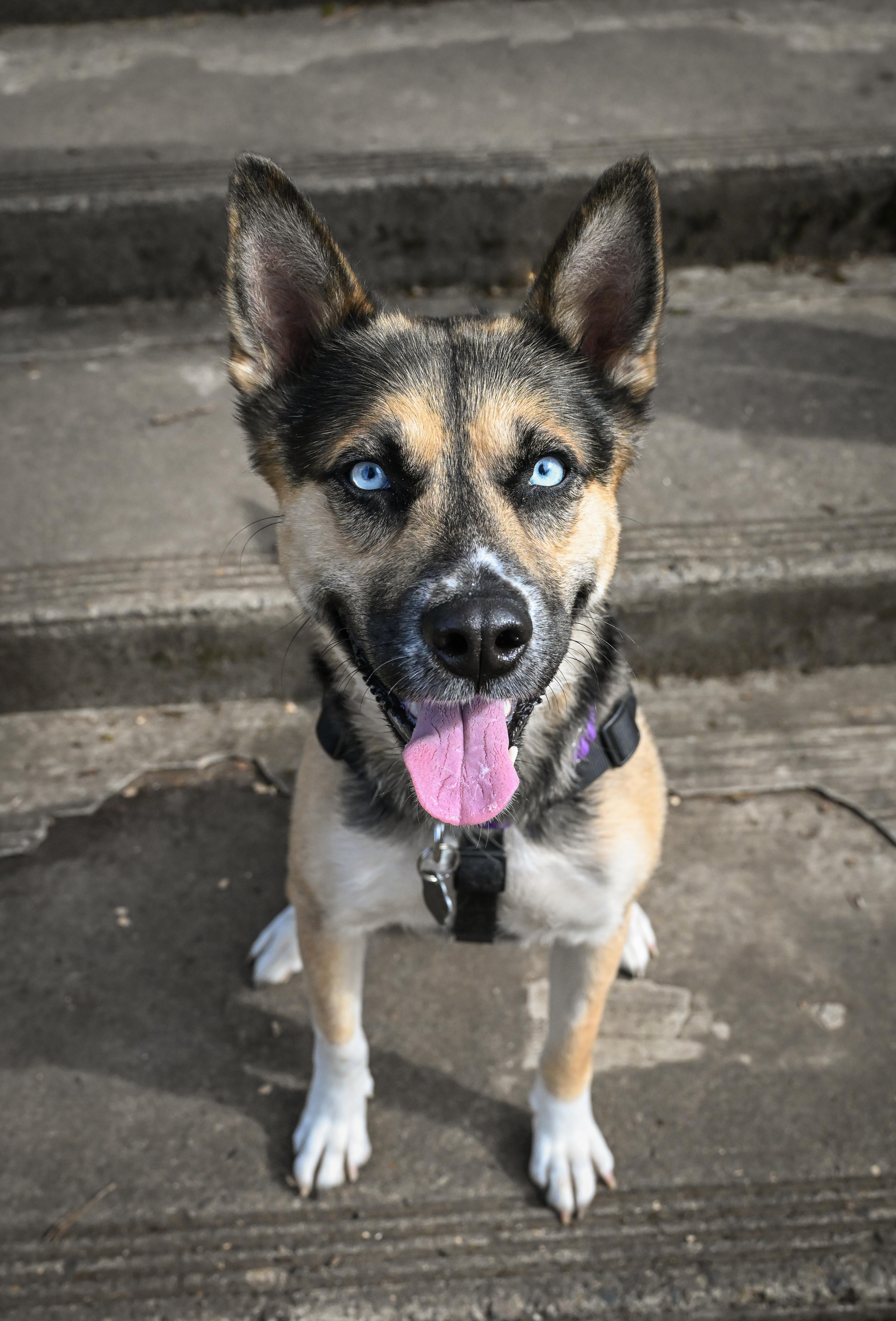 Enlarge Barbara, a Adoptable mixed breed in Portland, OR image 5/6