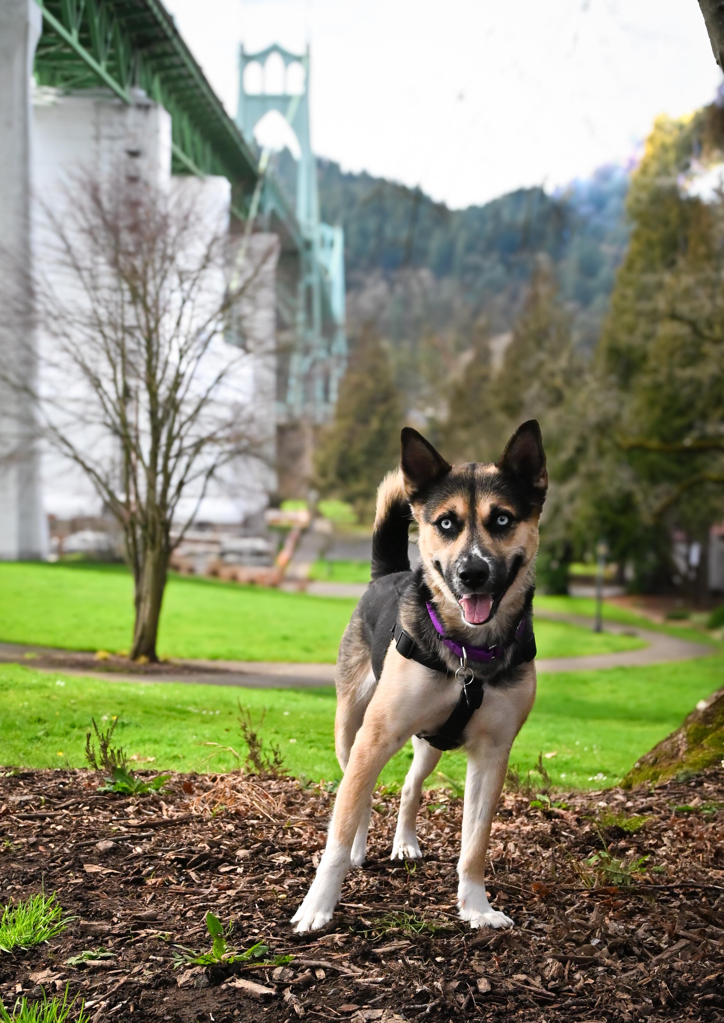 Enlarge Barbara, a Adoptable mixed breed in Portland, OR image 2/6