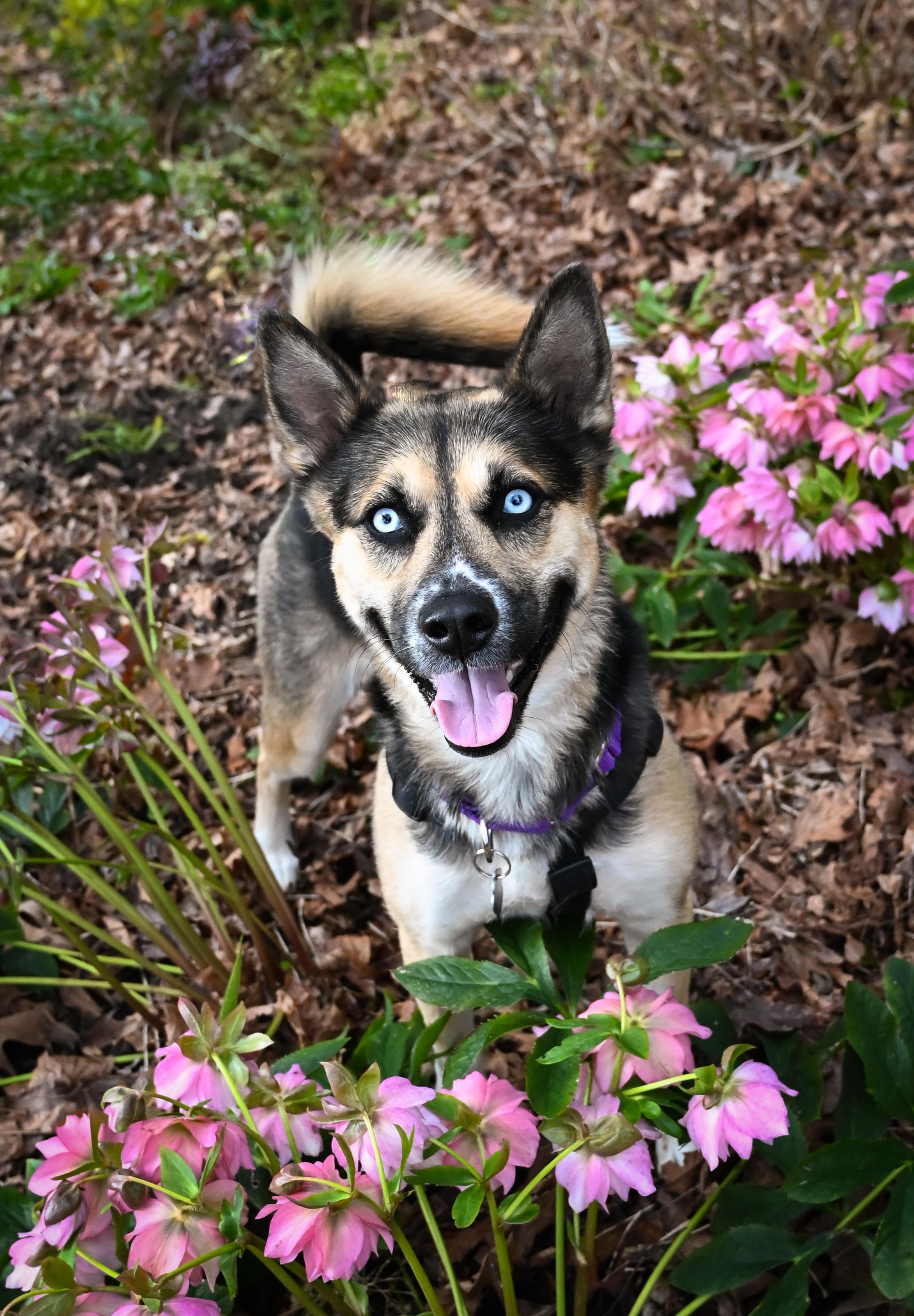 Enlarge Barbara, a Adoptable mixed breed in Portland, OR image 4/6