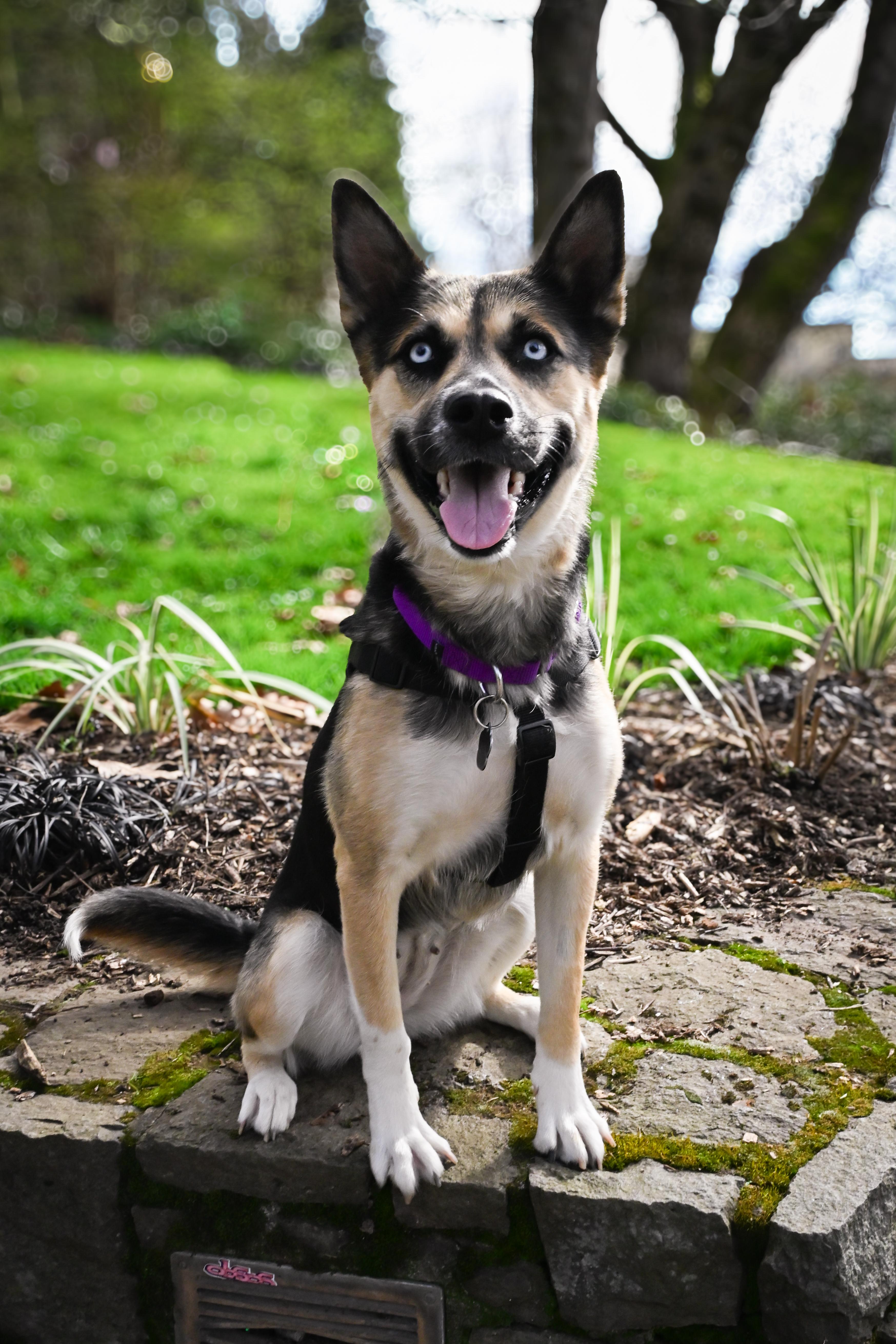 Enlarge Barbara, a Adoptable mixed breed in Portland, OR image 6/6