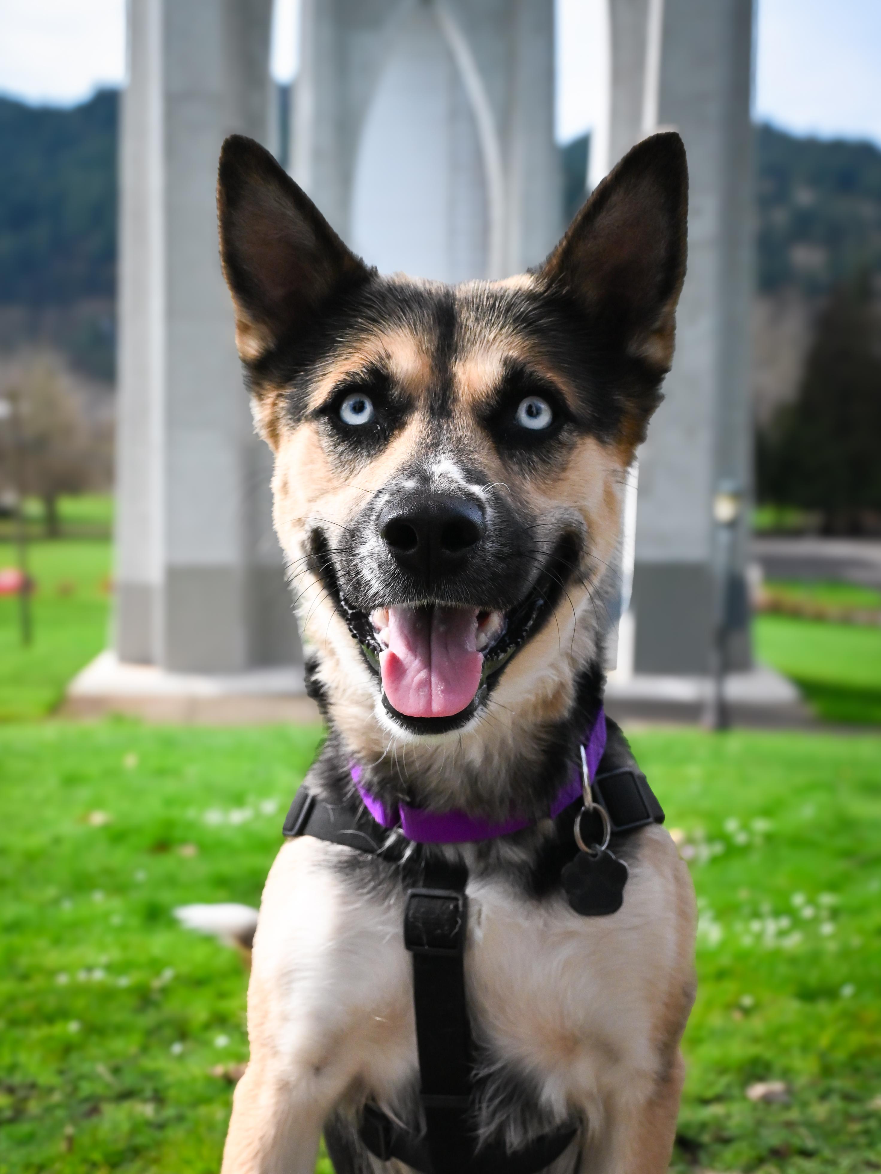 Barbara, Adoptable, Adult Female Siberian Husky & Shepherd.