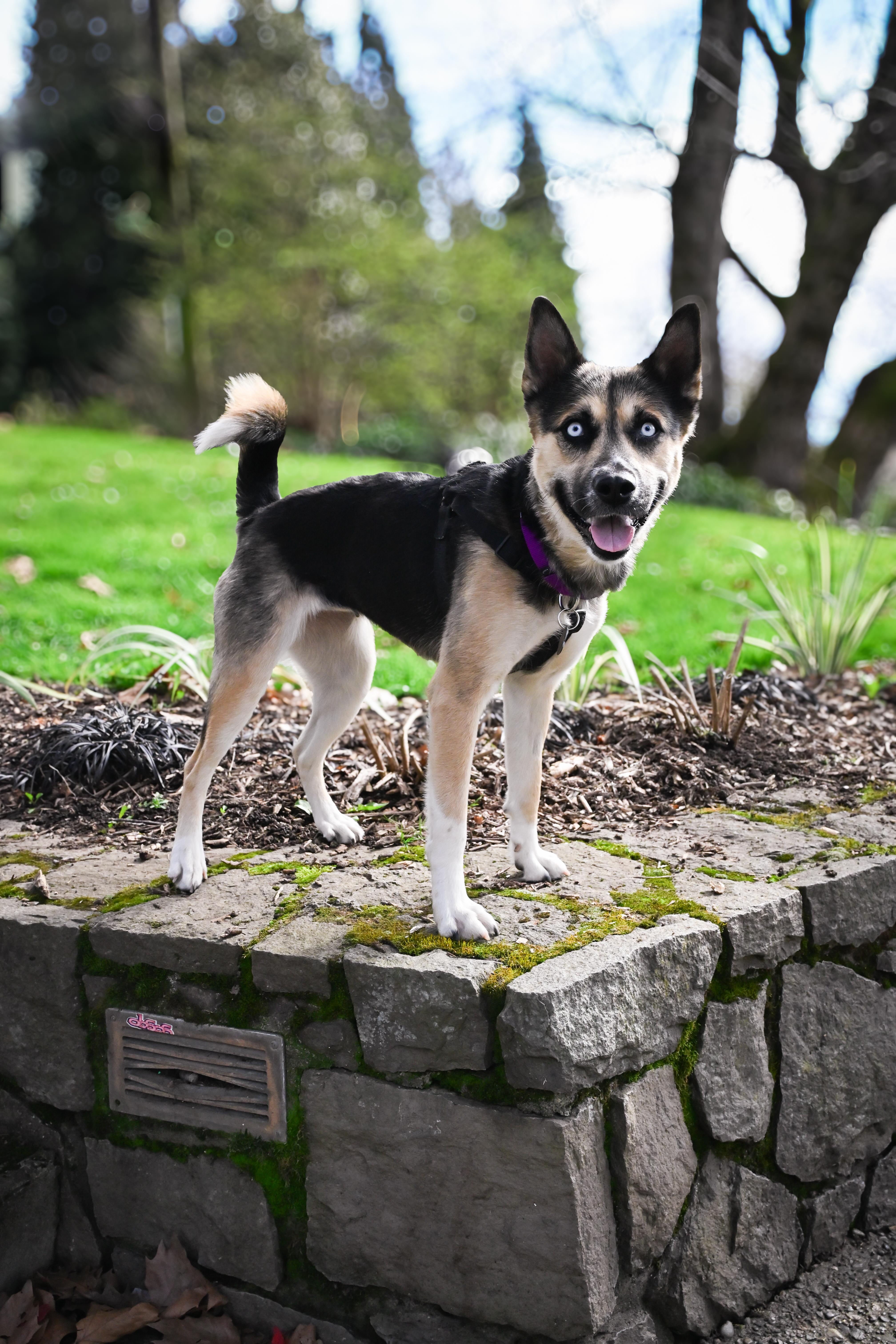 Enlarge Barbara, a Adoptable mixed breed in Portland, OR image 3/6