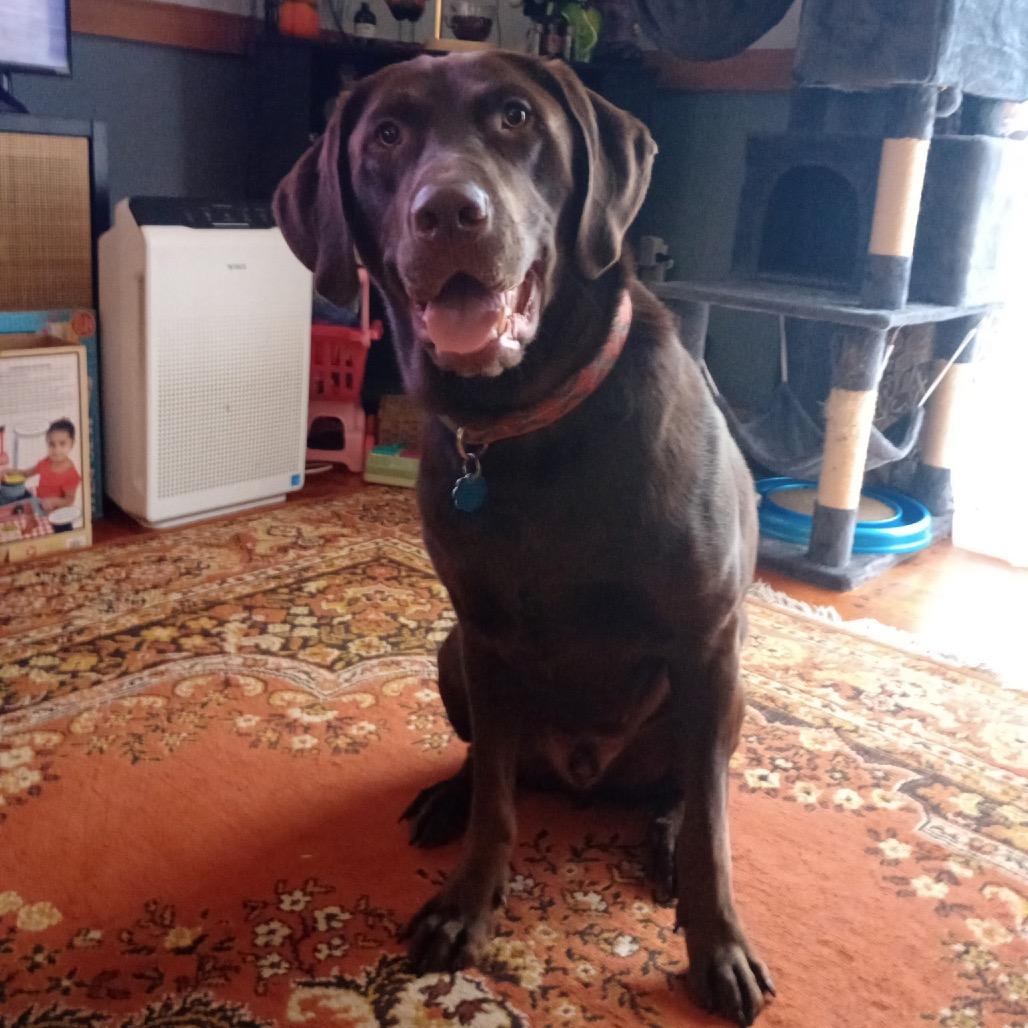 Teddy, Adoptable, Adult Male Chocolate Labrador Retriever.