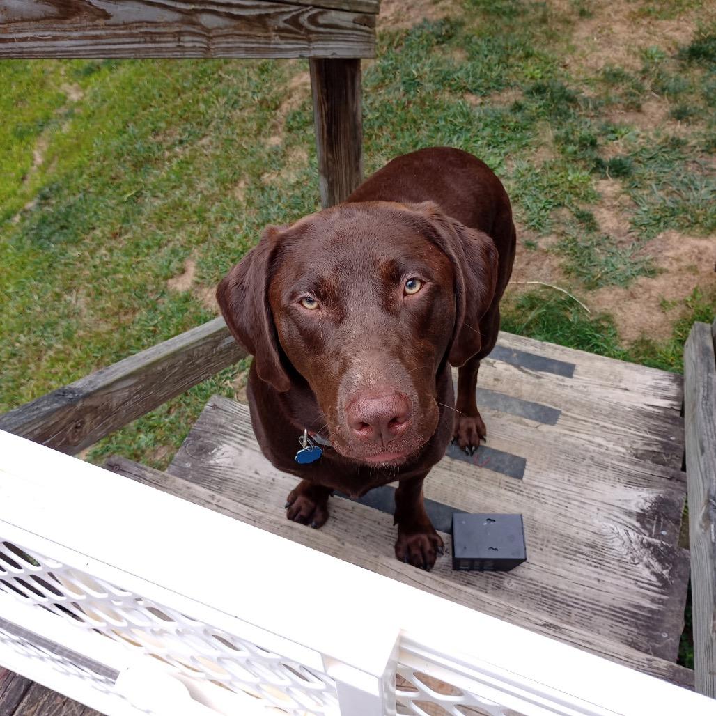 Enlarge Teddy, a Adoptable Chocolate Labrador Retriever in Saratoga Springs, NY image 2/4