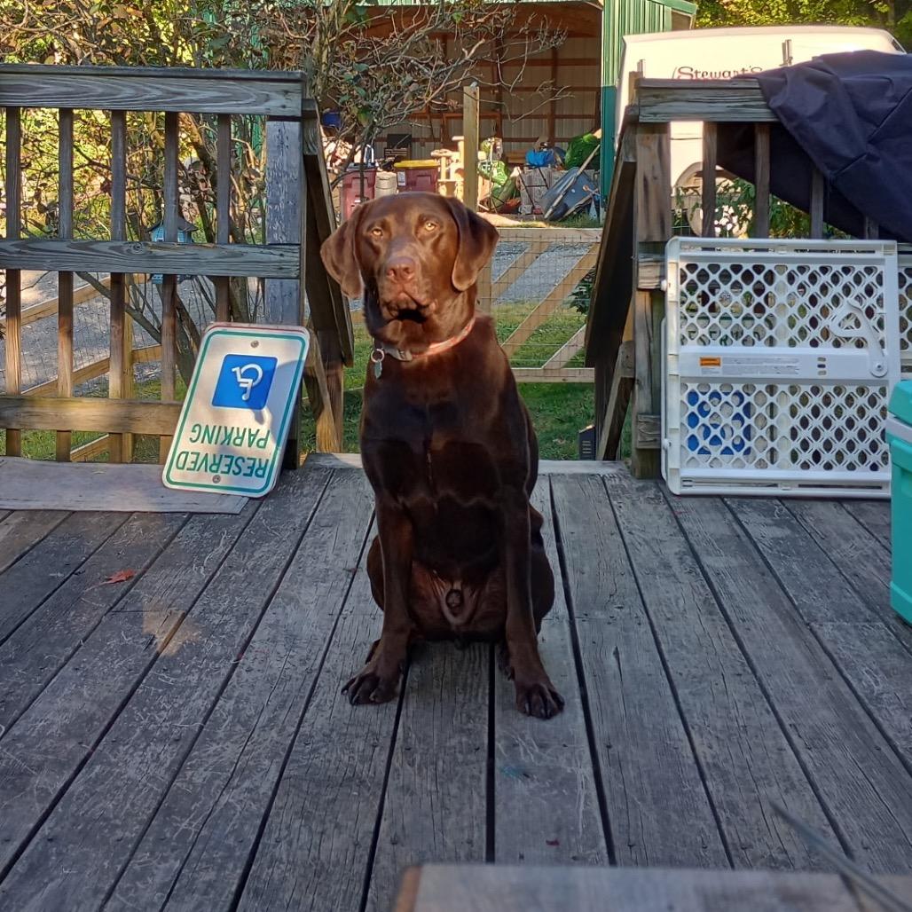 Enlarge Teddy, a Adoptable Chocolate Labrador Retriever in Saratoga Springs, NY image 3/4