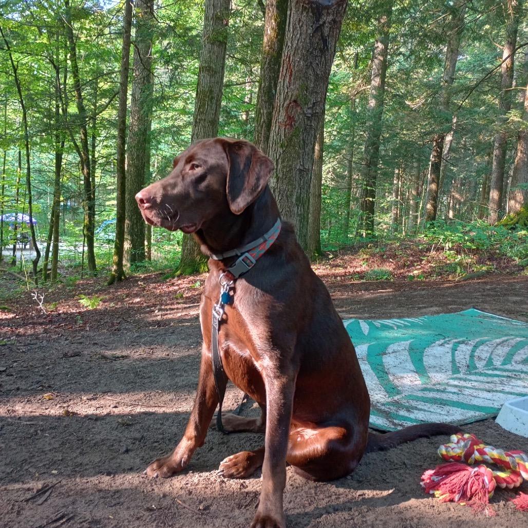 Enlarge Teddy, a Adoptable Chocolate Labrador Retriever in Saratoga Springs, NY image 4/4