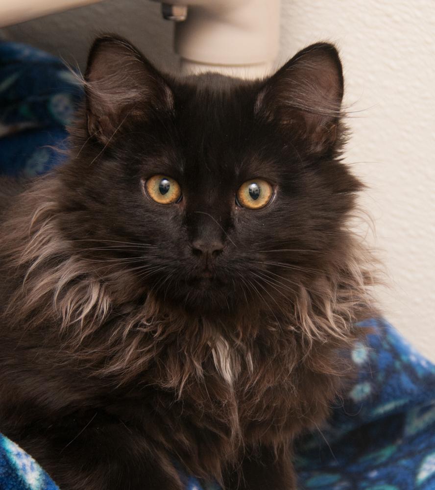 Tommy (gets adopted with Jesse), Adoptable, Kitten Male Domestic Long Hair.