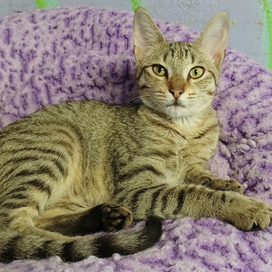 Enlarge Drumstick, a Adoptable Domestic Short Hair in Fort Lauderdale, FL image 1/4