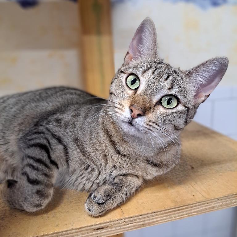 Enlarge Drumstick, a Adoptable Domestic Short Hair in Fort Lauderdale, FL image 2/4