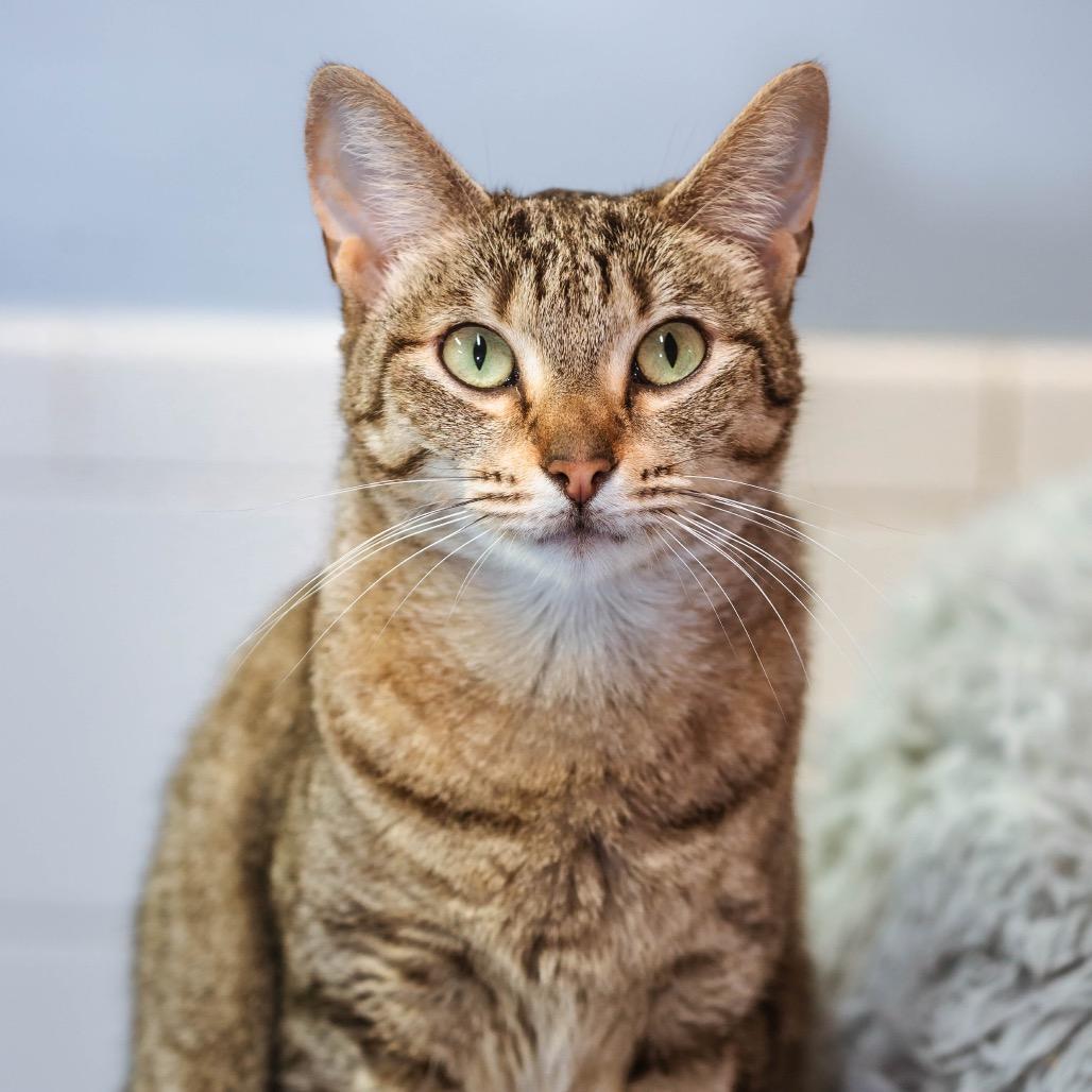 Enlarge Drumstick, a Adoptable Domestic Short Hair in Fort Lauderdale, FL image 3/4
